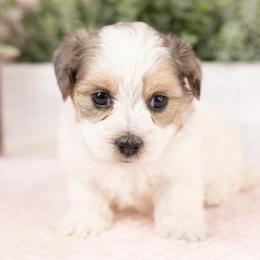 Pepsi - Merle male Maltipoo puppy in Salt Lake City, Utah from My Doodle Puppy