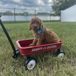 Goldendoodle Puppies from The Doodle House