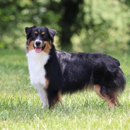 Miniature American Shepherd puppies from Circle J Miniature American Shepherds