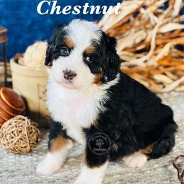 Chestnut - brown boy - Tri-color male Bernedoodle puppy in Waukesha, Wisconsin from Bernedoodle Boutique (and Cavapoos)