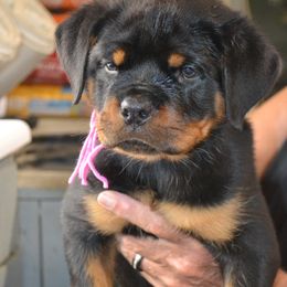 Pink collar - Black and mahogany female Rottweiler puppy in Dawson Springs, Kentucky from Lakeview Rottweilers
