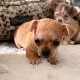 Maulie - Chocolate and tan male Chihuahua puppy in Sherwood, Arkansas from Bartelt Breeders