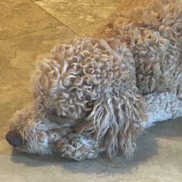 Goldendoodles from Odyssey Pups