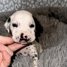 Blizzard - White and black male Dalmatian puppy in Travelers Rest, South Carolina from Cotton Top