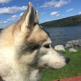 Siberian Huskies from Krystal Wolf Siberians
