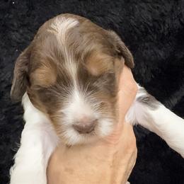 Mocha - Brown and white female Bernedoodle puppy in Greeneville, Tennessee from My Two Doodles