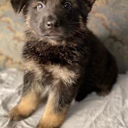 Grey collar boy - Black and red male German Shepherd puppy in Coleta, Illinois from Four Leaf Farm- Vom Vierblättriges Bauernhof