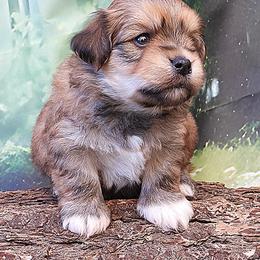 Rocket - Red sable male Havanese puppy in Salt Lake City, Utah from Steal Your Heart Havanese