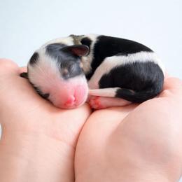 Pepper - Tri-color male Cavapoo puppy in Beech Island, South Carolina from New Moon Farm Canines