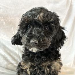 Midnight - Black and tan male Cockapoo puppy in Adrian, Oregon from ApplebyFarm