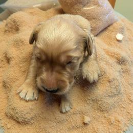 Sugar - Dark golden female Golden Retriever puppy in Wendell, Minnesota from Floden Farm Golden Retrievers