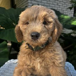 Goldendoodle Puppies from Mini Golden Doodles