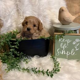 Rudy-Cavapoo - Apricot male Cavapoo puppy in Atoka, Oklahoma from Boggy Depot Cavaliers & Friends
