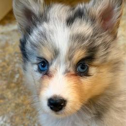 Blue - Blue merle female Toy Shetland Sheepdog puppy in Magnolia, Texas from Solace Shelties and Pomskies