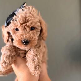 Biscuit - Apricot female Goldendoodle puppy in Sacramento, California from GoldenDoodle Love