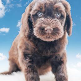 Eclair - Chocolate male Australian Labradoodle puppy in Redding, California from Shasta Royal Monroe Puppies