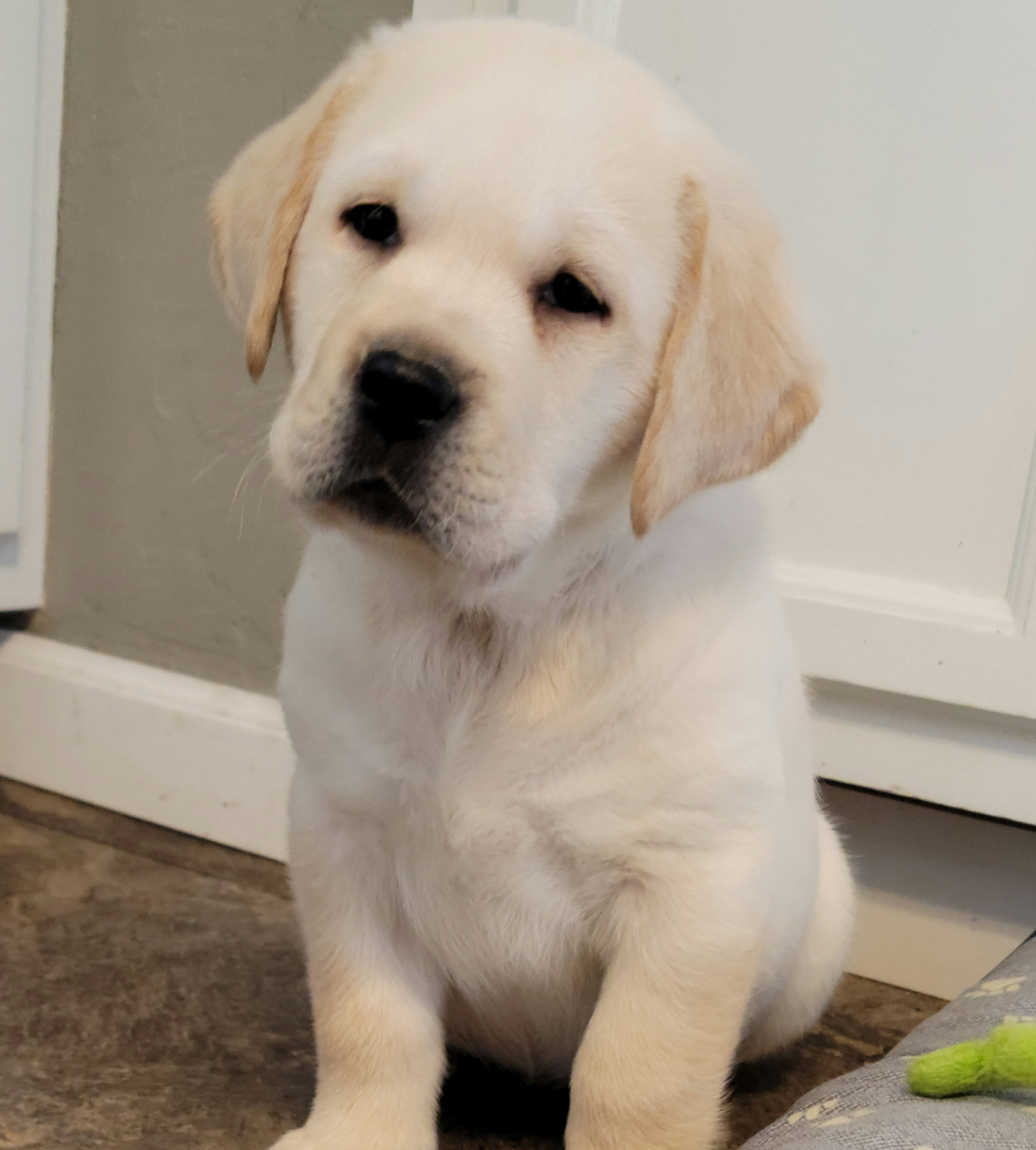 Labrador Retriever Puppies from Logan Acre Labradors