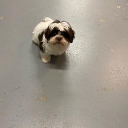 Boy 1 - Sable and white male Shih Tzu puppy in Zeigler, Illinois from Dandy Little  Shih Tzu, Shih Poo's and Toy Poodles