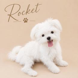 Maltese All Grown Up from Maltese Dollhouse