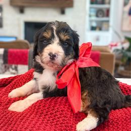 Robin - Tri-color female Bernedoodle puppy in Kilgore, Texas from Furry Tail Doodles
