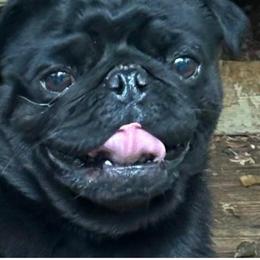 Shadow - Black male Pug puppy in Liberty, South Carolina from Garrick’s Precious Pugs