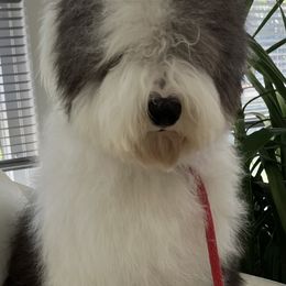 Old English Sheepdog Puppies from Signature’s  Old English Sheepdogs