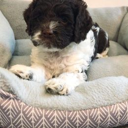 Cockapoo Puppies from Oodles of Doodles and Love