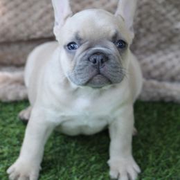 French Bulldog Puppies from 609 Frenchies