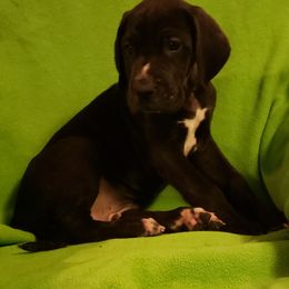 Great Dane Puppies from HCC Great Danes
