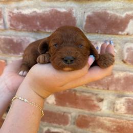 Autumn - Red female Cavapoo puppy in Roseville, California from Lipscomb Doodles
