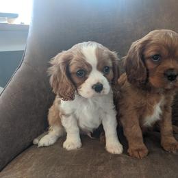 Border Collie and Cavalier King Charles Spaniel Puppies from Magnolia Acres
