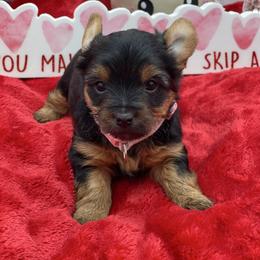 Sadie-pink 1500 - Black and tan female Yorkshire Terrier puppy in Douglas, Georgia from Heartland small breeds
