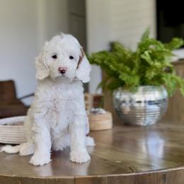 Pansy - Parti female Goldendoodle puppy in St George, Utah from Doodle Bears of Southern Utah