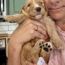 Bernedoodle Puppies from Triple W Doodles