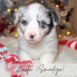 Keefe - Blue merle and white male American Corgi puppy in Greenwood, Indiana from Witch Creek Corgis