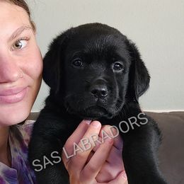 Female - Black female Labrador Retriever puppy in Piñon Hills, California from Sweet As Sugar Labradors