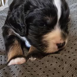 Rex - Red - Tri-color male Bernedoodle puppy in Carlisle, Iowa from Farnsworth Bernedoodles