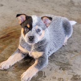 Australian Cattle Dog Puppies from Miller Australian Cattle Dogs