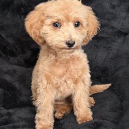 Girl 3 - Apricot female Schnoodle puppy in Rancho Cordova, California from Snickerdoodle Doodles