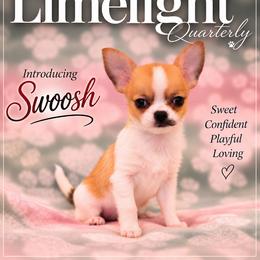 AKC Swoosh - Sable spotted white female Chihuahua puppy in Troy, Missouri from Limelight Chihuahuas