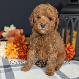 Elf (Grey Boy) - Red  male Poodle puppy in St George, Utah from Crimson Ridge Poodles