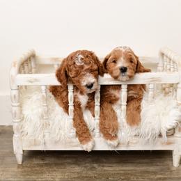 Baby boy Blue has his own genetic test - Red  male Goldendoodle puppy in St. George, Utah from Dashing Doodle Pups