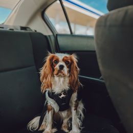 Lily - Cavalier King Charles Spaniel