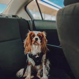 Lily - Cavalier King Charles Spaniel