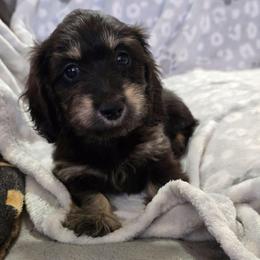Saber - Black and cream male Dachshund puppy in Tonopah, Arizona from Desert Diamond Dachshunds