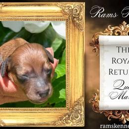 Queen Mary - Cream female Dachshund puppy in Splendora, Texas from Ram’s Kennels