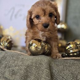 Cupid - Red female Cavapoo puppy in Lincolnton, North Carolina from Cuddable Pups