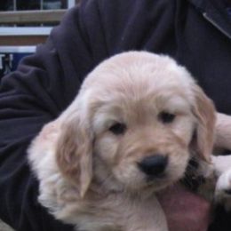 Golden Retrievers from Diane Swezey's Golden Retrievers