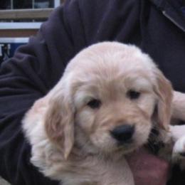 Golden Retrievers from Diane Swezey's Golden Retrievers