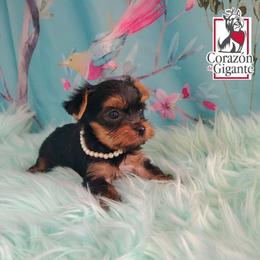 Eloise Bridgerton - Black and tan female Yorkshire Terrier puppy in California from Corazon de gigante